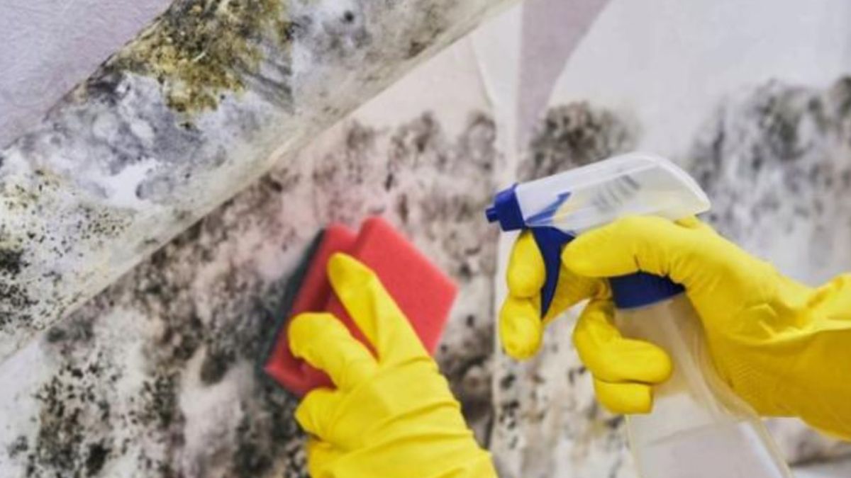 La humedad brota en casa provocando un problema: los mejores trucos caseros para limpiar las paredes y eliminar el moho La humedad brota en casa provocando un problema: los mejores trucos caseros para limpiar las paredes y eliminar el moho