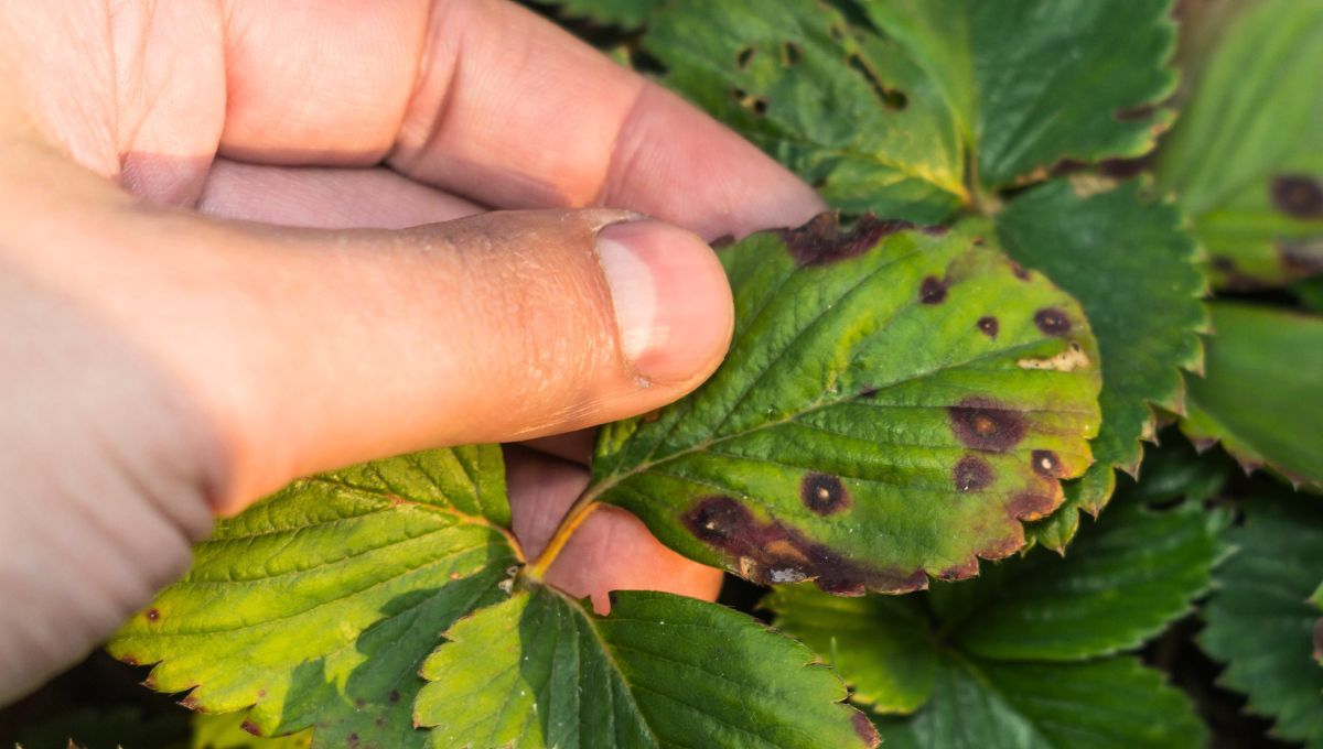 El pulgón es una de las enfermedades más comunes en las plantas