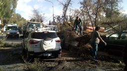 Un pino cayó en la Costanera, a la altura del Acuario y dañó severamente a tres vehículos que pasaban por allí. Afortunadamente no hubo lesionados.