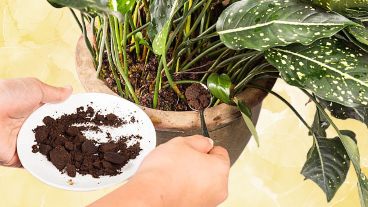 Descubre cuánta cantidad de café debes colocarle a la tierra de tus plantas.