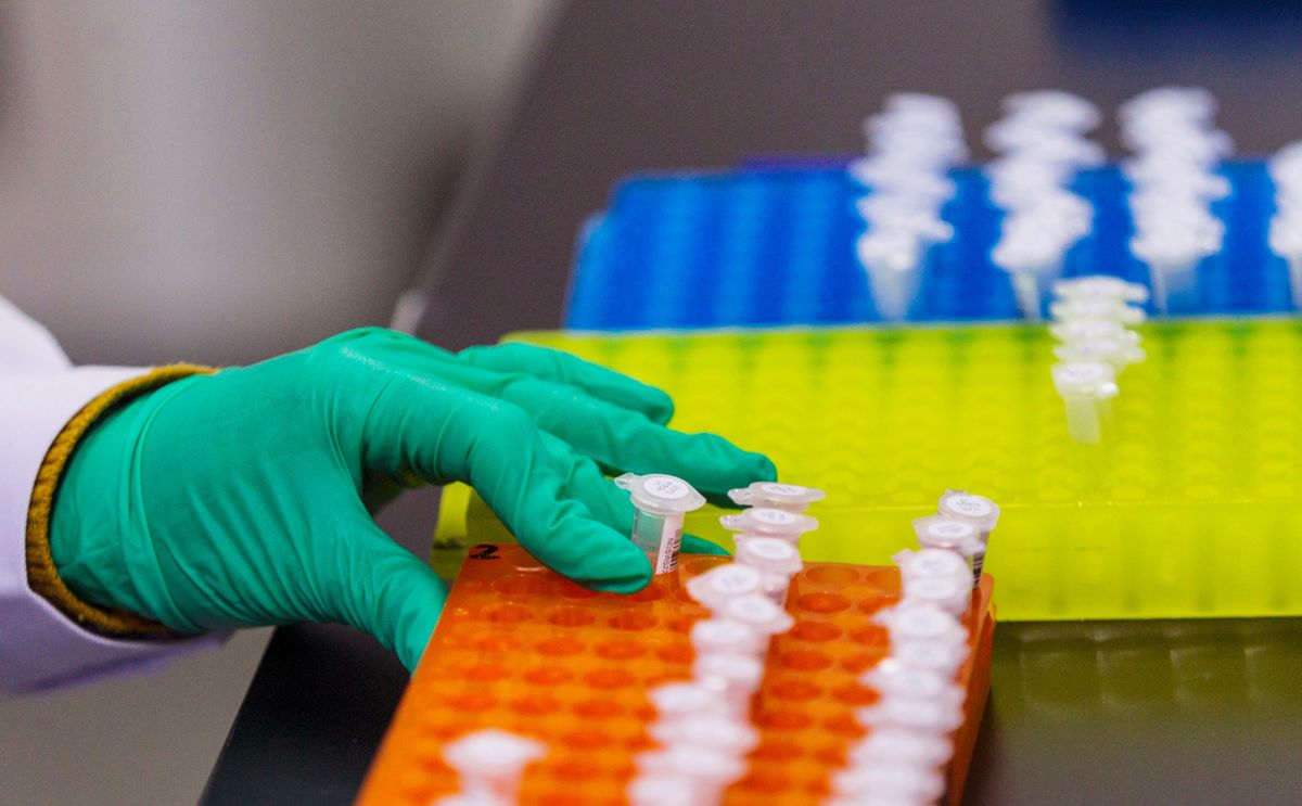 Los científicos analizaron cómo las variantes defectuosas de los genes promueven la progresión de los tumores cancerosos Los científicos analizaron cómo las variantes defectuosas de los genes promueven la progresión de los tumores cancerosos