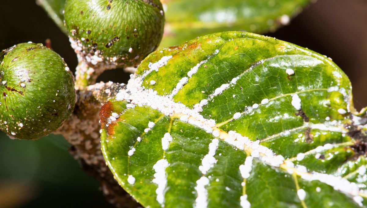 Para alejar a los insectos, deberás mantener el jardín limpio, retirar hojas secas de tus plantas y podar las ramas más afectadas. Para alejar a los insectos, deberás mantener el jardín limpio, retirar hojas secas de tus plantas y podar las ramas más afectadas.