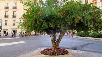 El árbol que todo jardín de casa necesita: no rompe el suelo, es resistente y productivo El árbol que todo jardín de casa necesita: no rompe el suelo, es resistente y productivo
