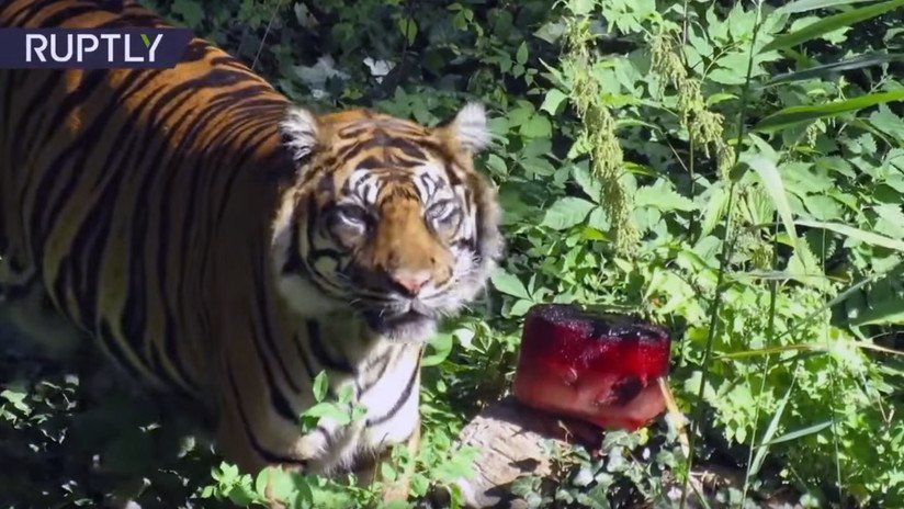Le sirvieron un helado sangriento a un tigre en un zoo