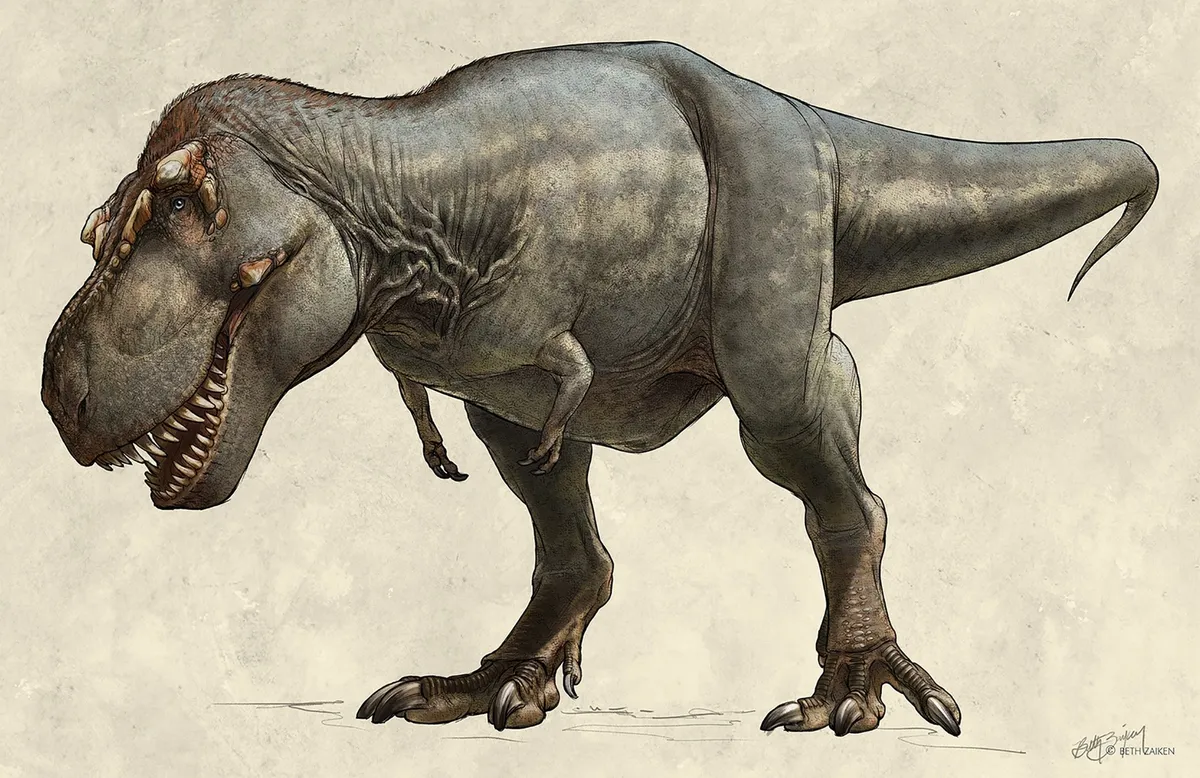 El T-Rex tenía una razón evolutiva para la forma de sus brazos.