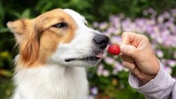 le dio una frutilla a su perro y la reaccion del animal se volvio viral