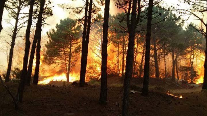 Incendio en zona boscosa de Cariló y Valeria del Mar