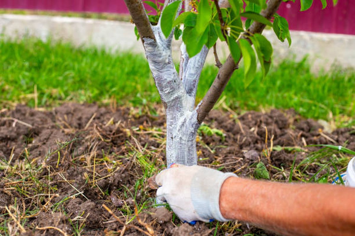 Por esta razón tenés que encalar tu árbol. Por esta razón tenés que encalar tu árbol.
