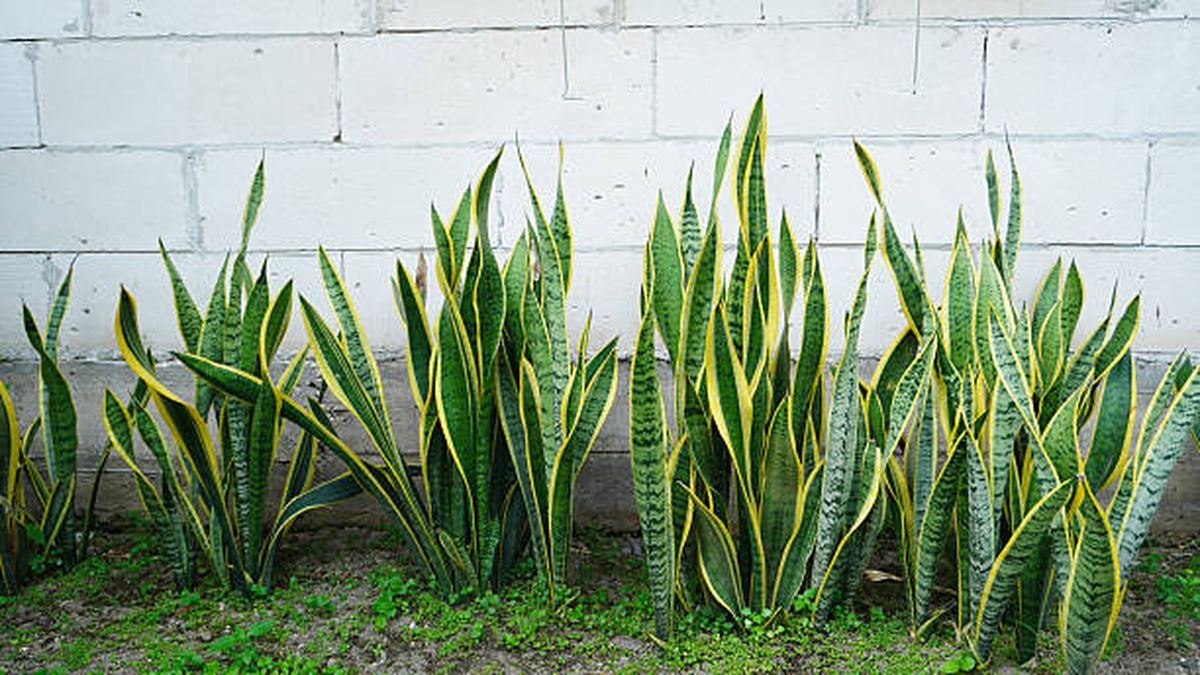 Así de fácil podrás estimular el crecimiento de tu sansevieria o lengua de suegra. Así de fácil podrás estimular el crecimiento de tu sansevieria o lengua de suegra.