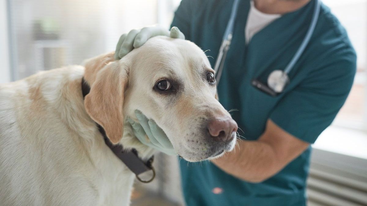 Los perros arrojan señales y los dueños pueden saber si su mascota tiene diabetes.