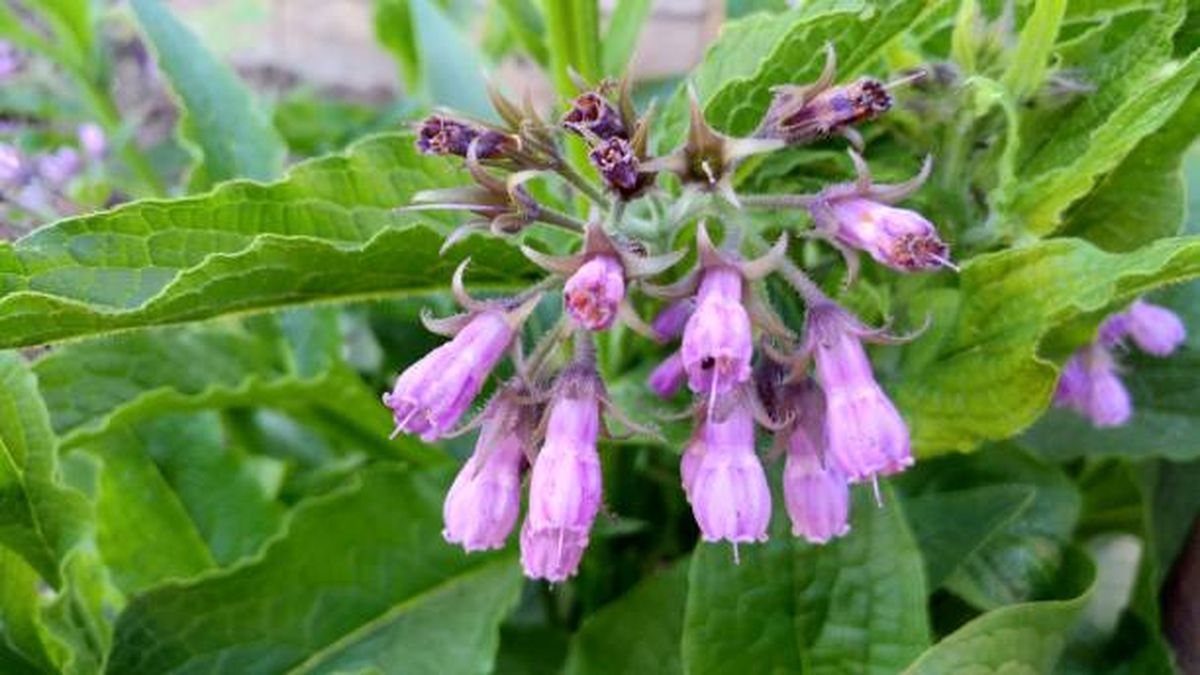 Consuelda, la colorida planta que aportará belleza a tu jardín. Consuelda, la colorida planta que aportará belleza a tu jardín.