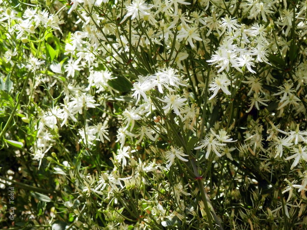 El jazmín de flores delicadas que es ideal para decorar un cerco.