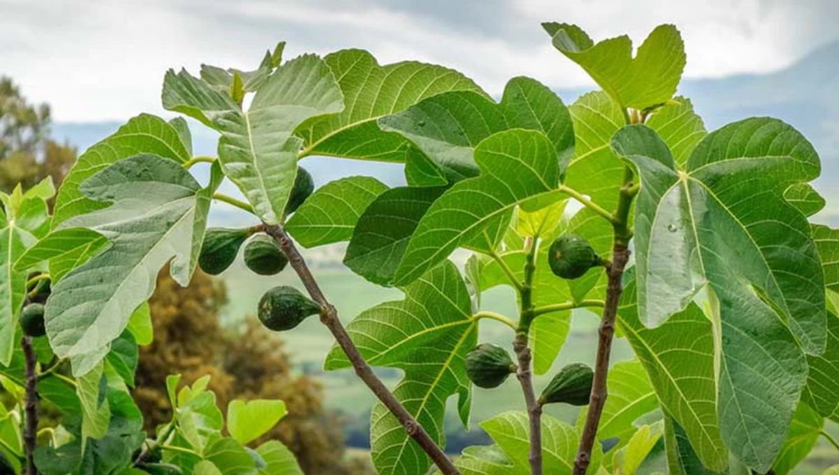 El conocido árbol frutal que atrae muchas plagas al jardín de casa: cómo manejarlo