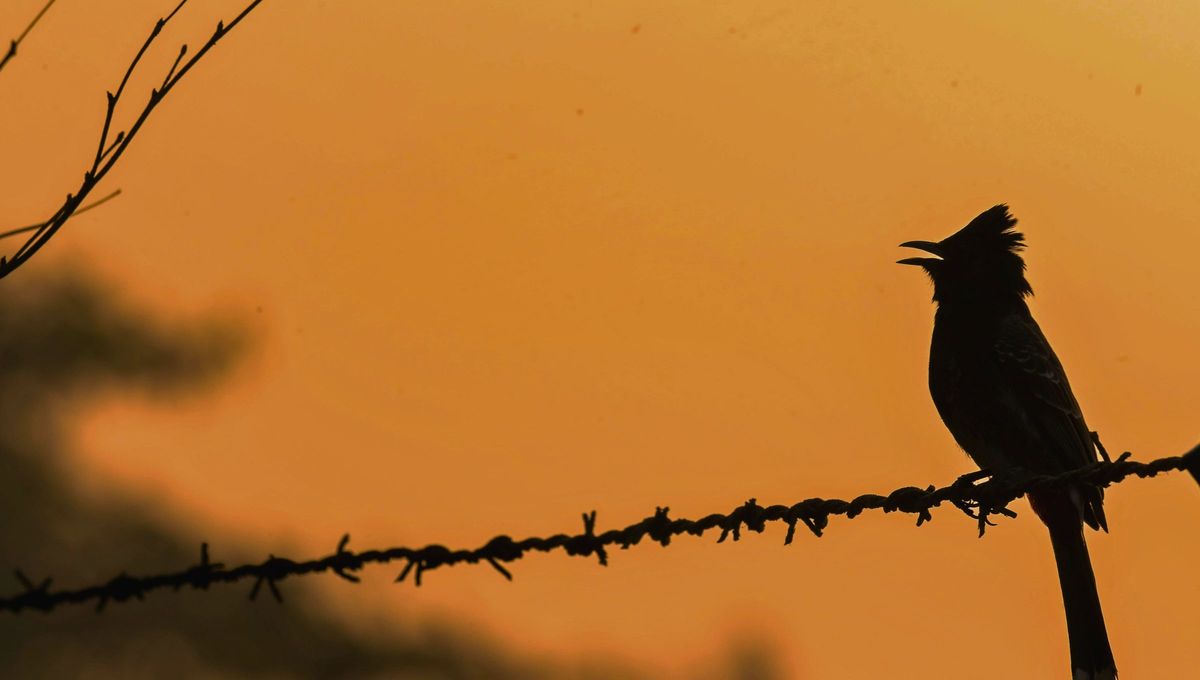 Si escuchaste pájaros cantar en tu jardín al amanecer, te contamos qué significa y por qué es bueno