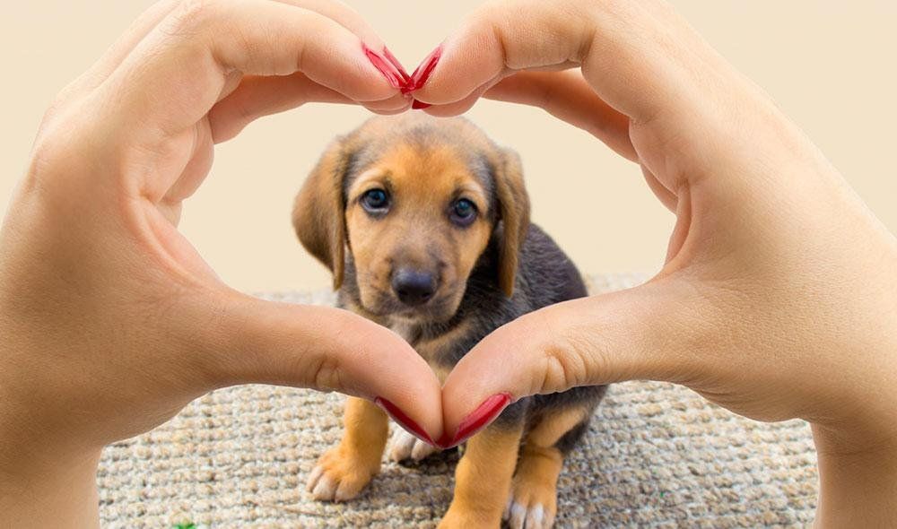 Siete beneficios de tener mascota para tu salud mental