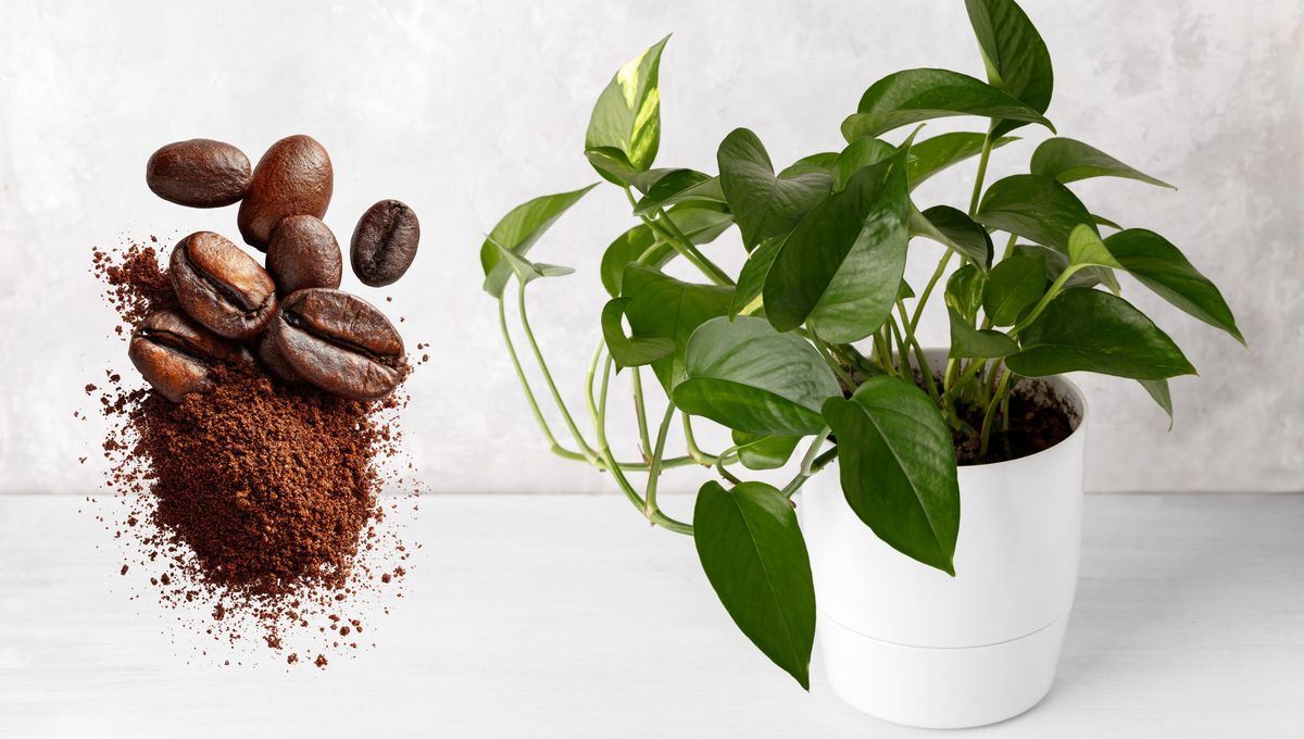 Puedes fertilizar naturalmente tus plantas de interior. Puedes fertilizar naturalmente tus plantas de interior. 