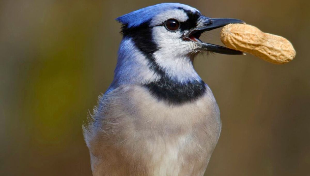 Las aves, son animales que no tienen dientes, pero sí tienen crestas en sus picos para sujetar presas resbaladizas. Fuente: Fauna salud. Las aves, son animales que no tienen dientes, pero sí tienen crestas en sus picos para sujetar presas resbaladizas. Fuente: Fauna salud.