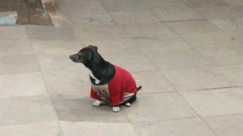 El tierno gesto de una perrita para acompañar a su dueño