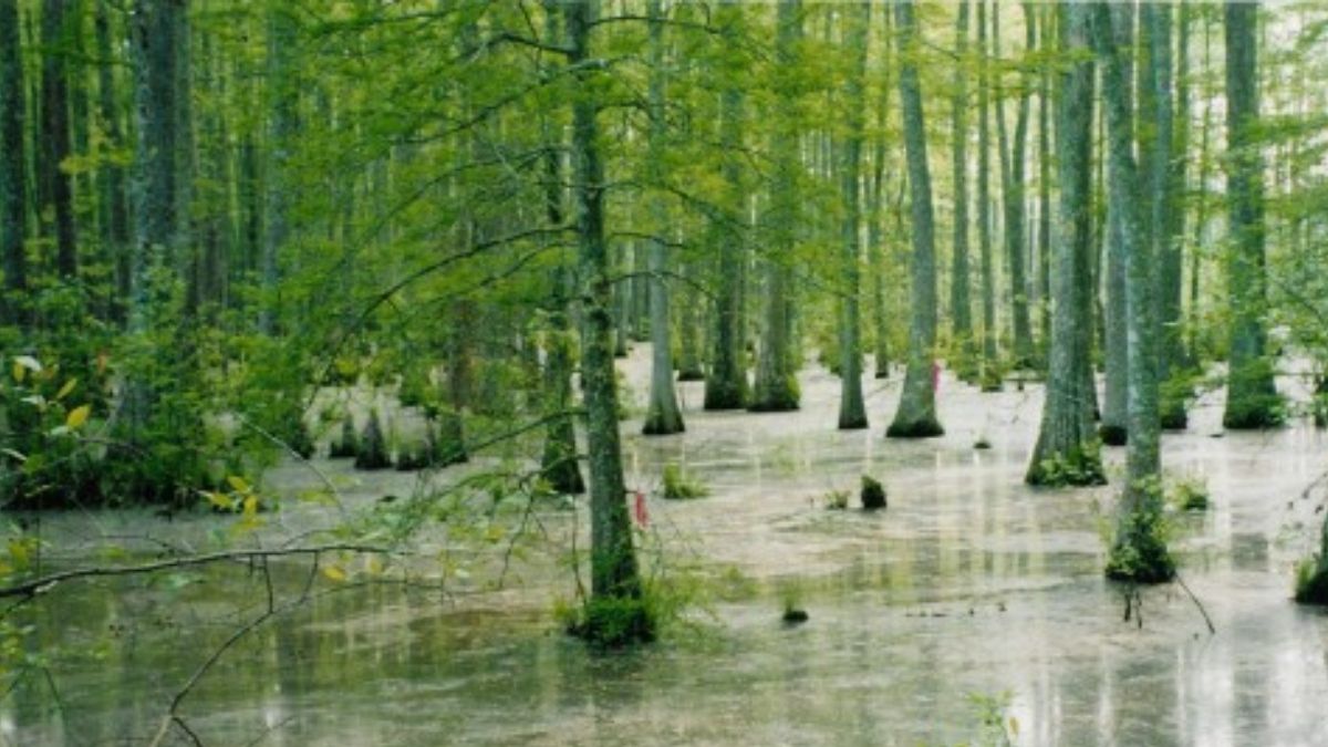 Pantano cerca de Ashland (Misisipi). Fuente: De Gary Bridgman Pantano cerca de Ashland (Misisipi). Fuente: De Gary Bridgman 