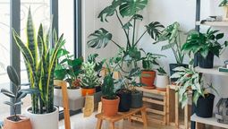 Purifica el aire de tu hogar con estas 5 plantas de interior que están de moda