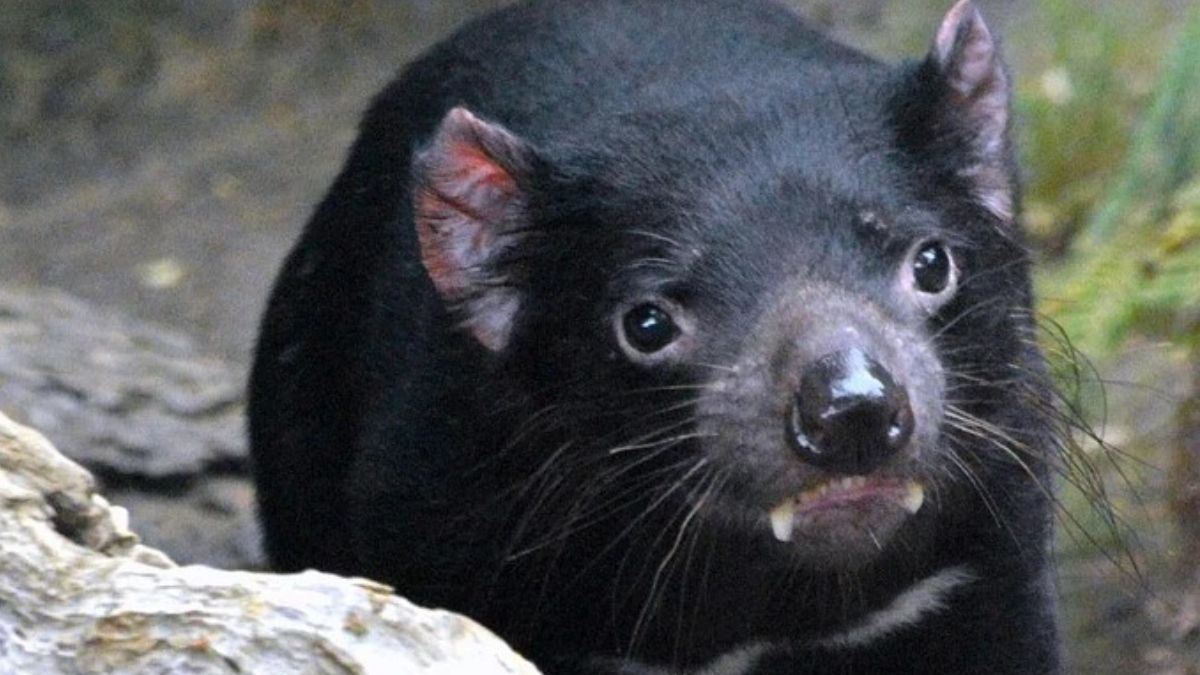 Demonio de Tasmania. (Foto: Pixabay) Demonio de Tasmania. (Foto: Pixabay) 