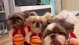 Video: perritos disfrazados de jugadores de básquetbol&nbsp;