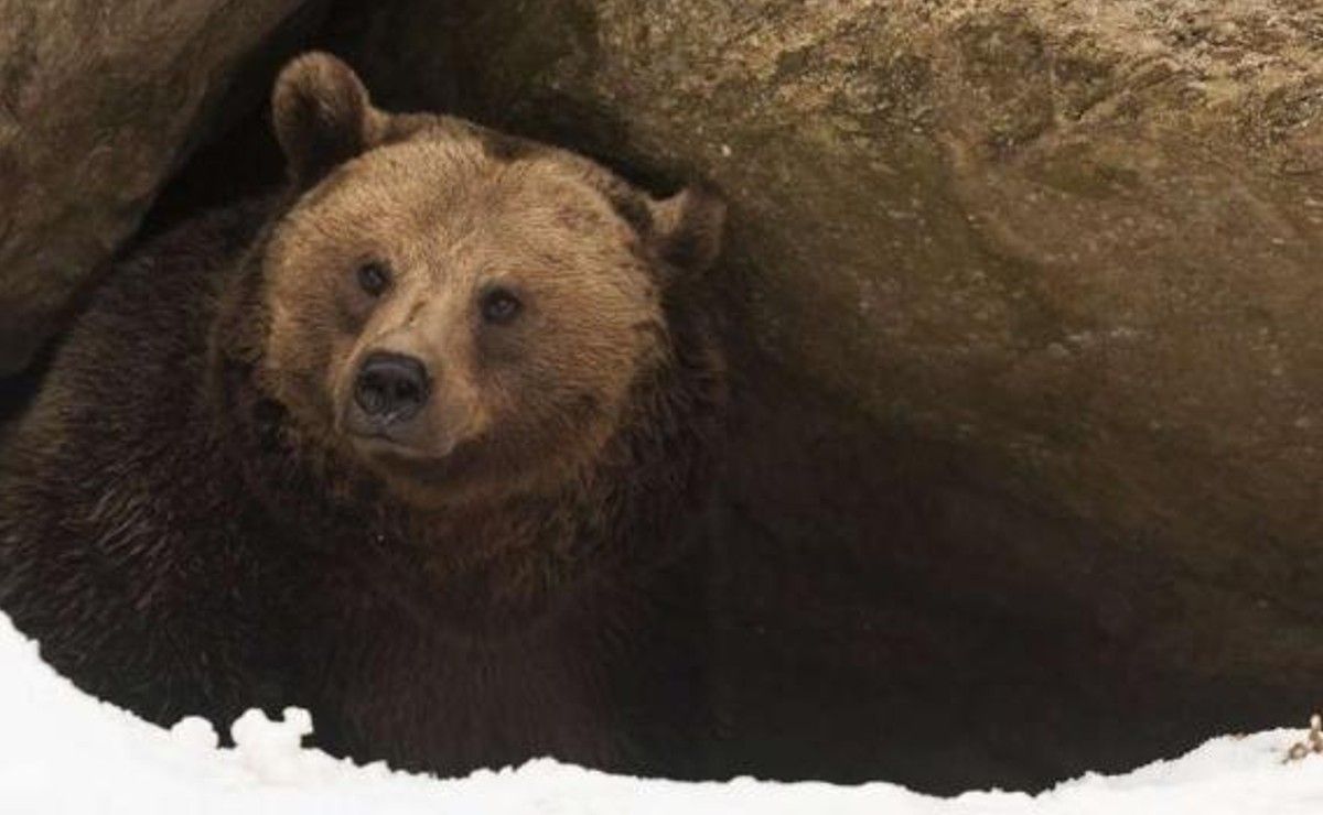 Estaban cómodos. Descubrieron que cinco osos hibernaban debajo de su casa.