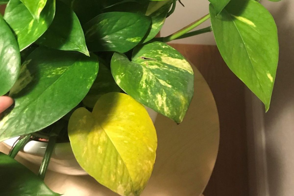 ¿Por qué se ponen amarillas las hojas de las plantas? Conoce los 5