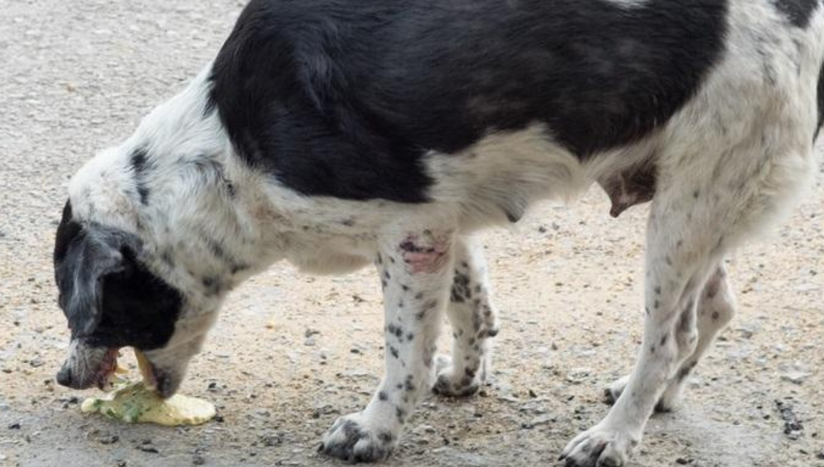 Respuestas veterinarias: qué significa el vómito amarillo de mi perro