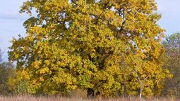 Este árbol es conocido como frescno común o fresno de hoja ancha. Imagen: Magnific.