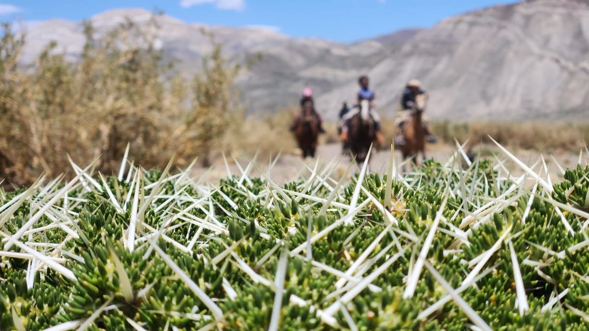 La cabalgalta para llegar al puesto es de 2 kilómetros. La cabalgalta para llegar al puesto es de 2 kilómetros.