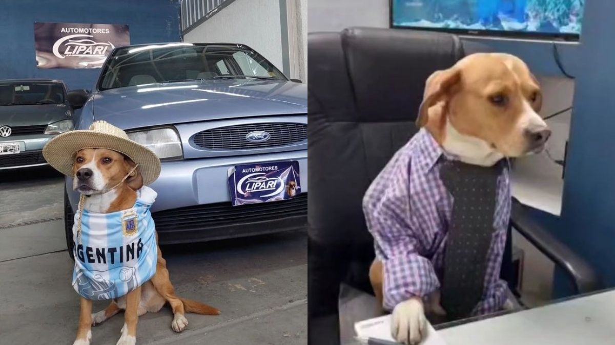Una agencia de autos de Mendoza se hizo viral por tener a perritos como vendedores en Instagram