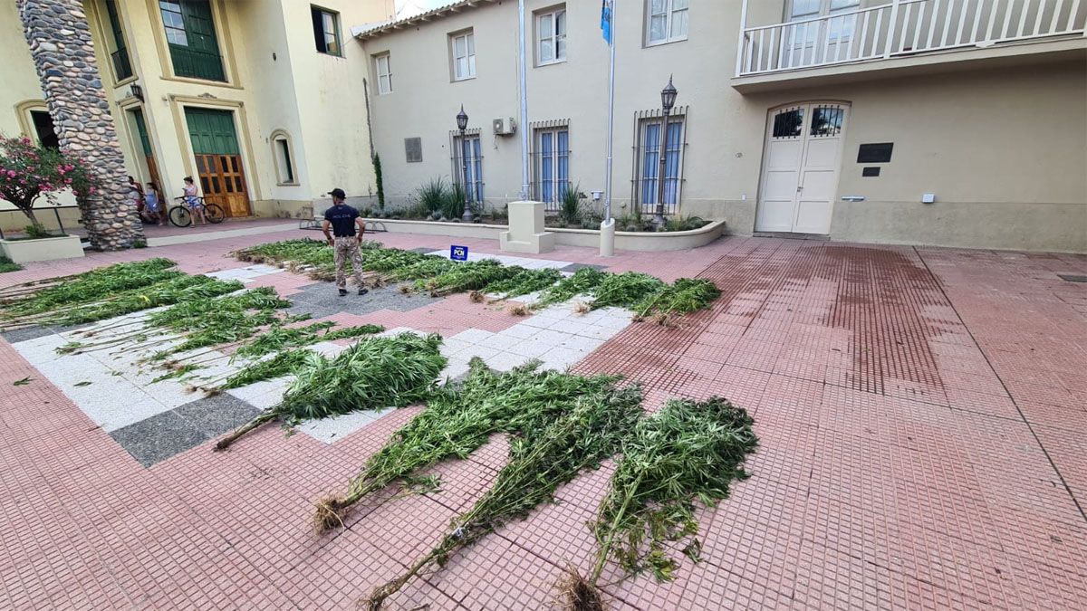 El secuestro de las plantas lo realizó personal de la Lucha contra el Narcotráfico.