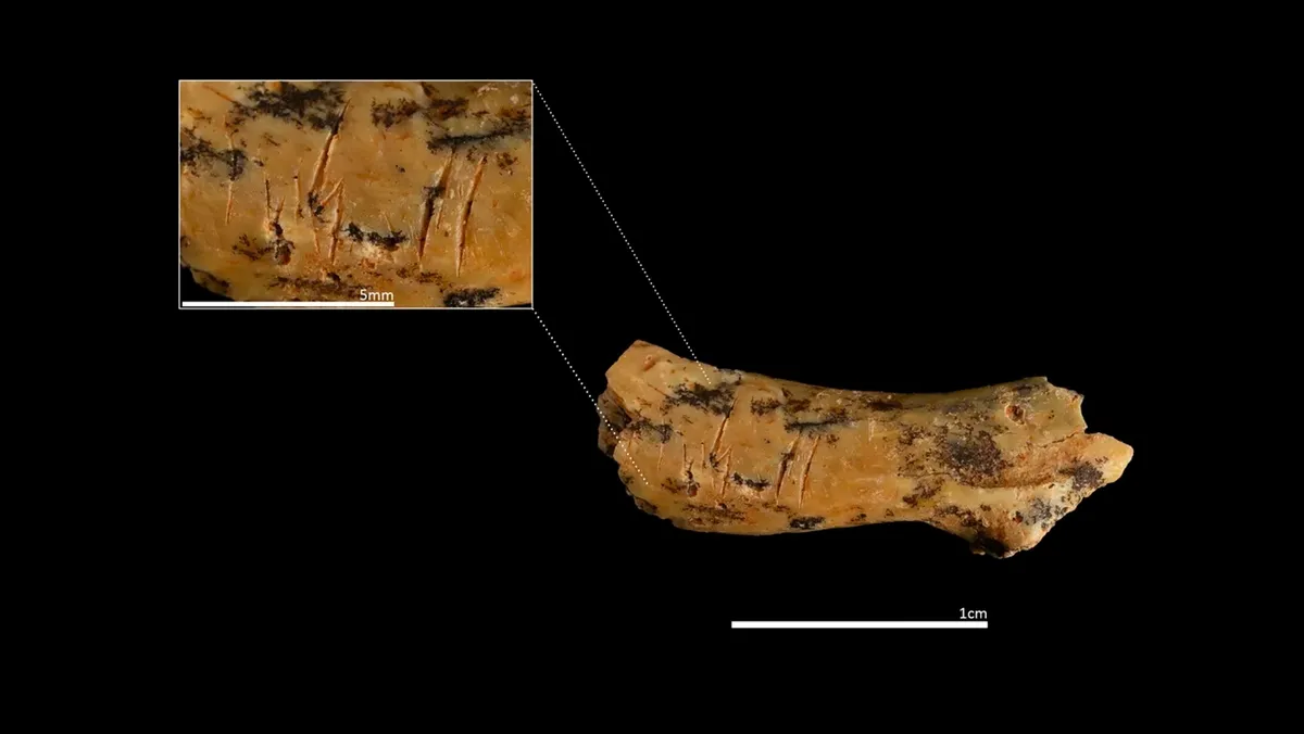 Los huesos dieron la evidencia necesaria para realizar el descubrimiento. Los huesos dieron la evidencia necesaria para realizar el descubrimiento.