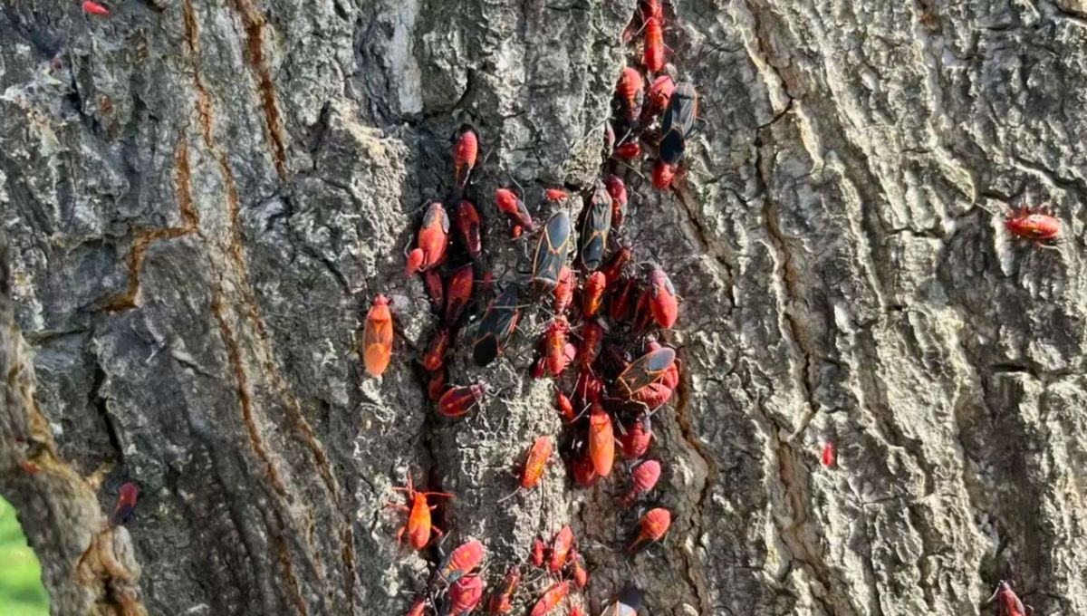 Muchas veces aparecen en tu casa porque cerca están los árboles de los que se alimentan. Muchas veces aparecen en tu casa porque cerca están los árboles de los que se alimentan.