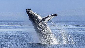 Ballenas sorprendieron a jóvenes que practicaban kayak