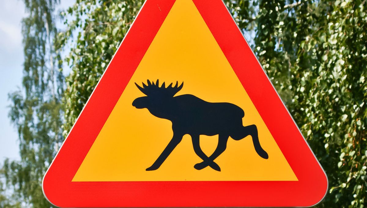 Ni tigre ni tiburón: este es el animal más peligroso de la Tierra y podrías tenerlo cerca