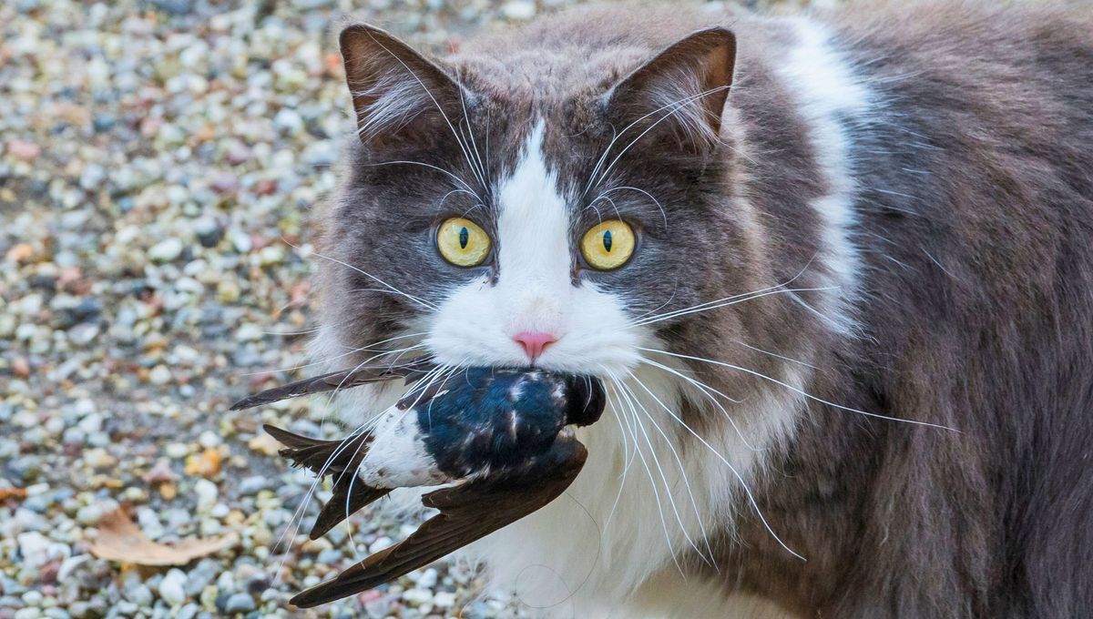 El gato dom&eacute;stico es el responsable del 25% de las extinciones de aves en el mundo.