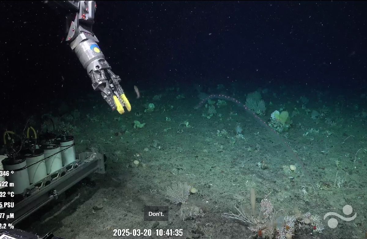 Científicos del instituto Schmidt se dedican a explorar las profundidades del océano. Científicos del instituto Schmidt se dedican a explorar las profundidades del océano.