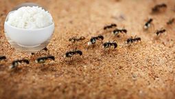 Las hormigas, como otras plagas, pueden ser eliminadas con distintos elementos caseros. Las hormigas, como otras plagas, pueden ser eliminadas con distintos elementos caseros.