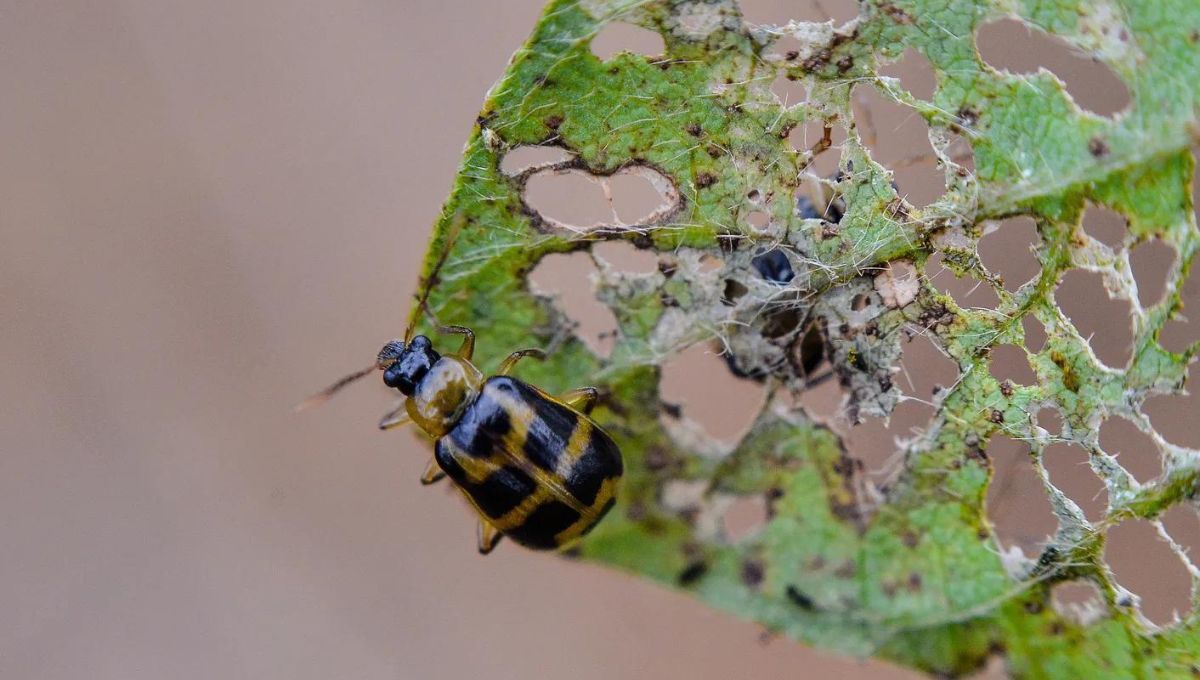 ¿Qué plantas eliminan las plagas de jardín?