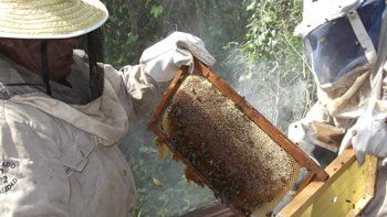 Indígenas mexicanos le ganaron una batalla al gigante Monsanto