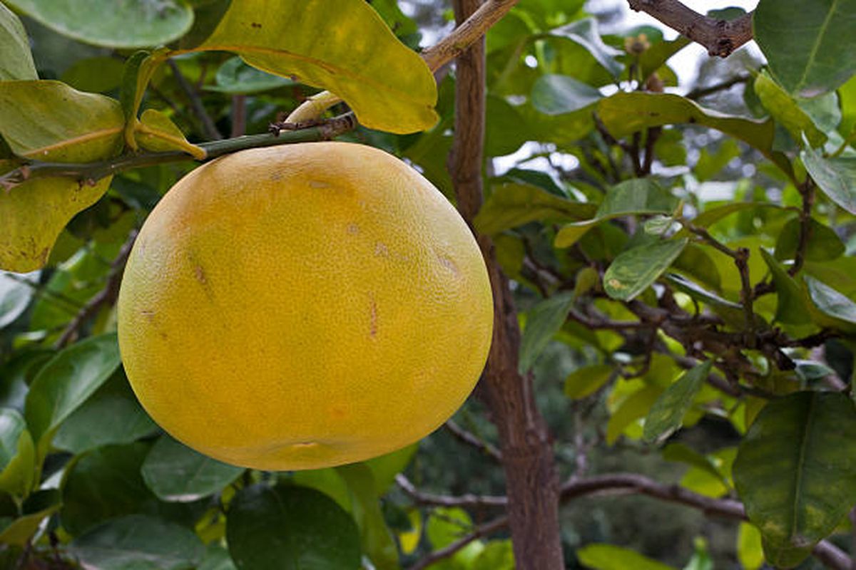 Pomelero es el nombre popular con el que se conoce al árbol de pomelo. Pomelero es el nombre popular con el que se conoce al árbol de pomelo.