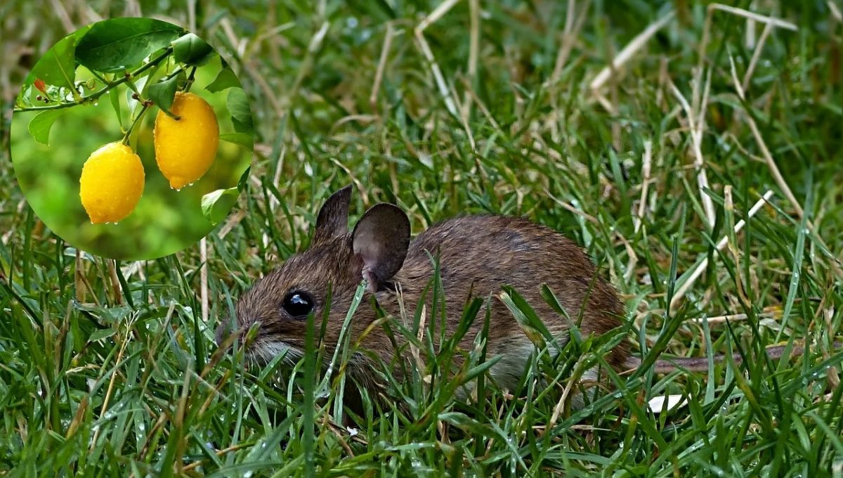 Cómo usar el árbol limonero para prevenir la presencia de ratas en el jardín de casa