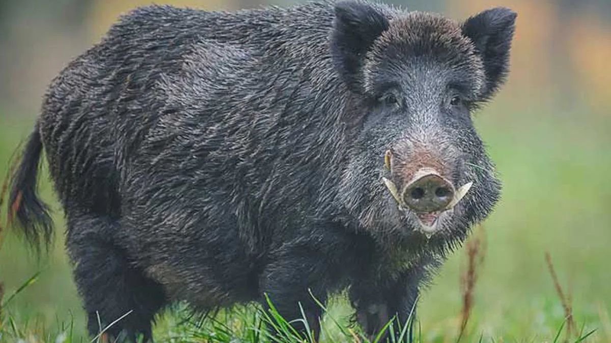 El chancho jabalí es una especie invasiva, cuya caza está autorizada pero sin perros y con armas de largo calibre.