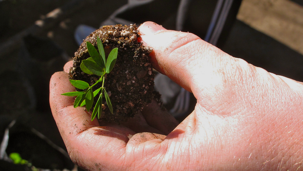 2Es simple, es un mensaje donde por cada botella apoyamos la plantación de un árbol y el cliente sabe lo que compra 2Es simple, es un mensaje donde por cada botella apoyamos la plantación de un árbol y el cliente sabe lo que compra