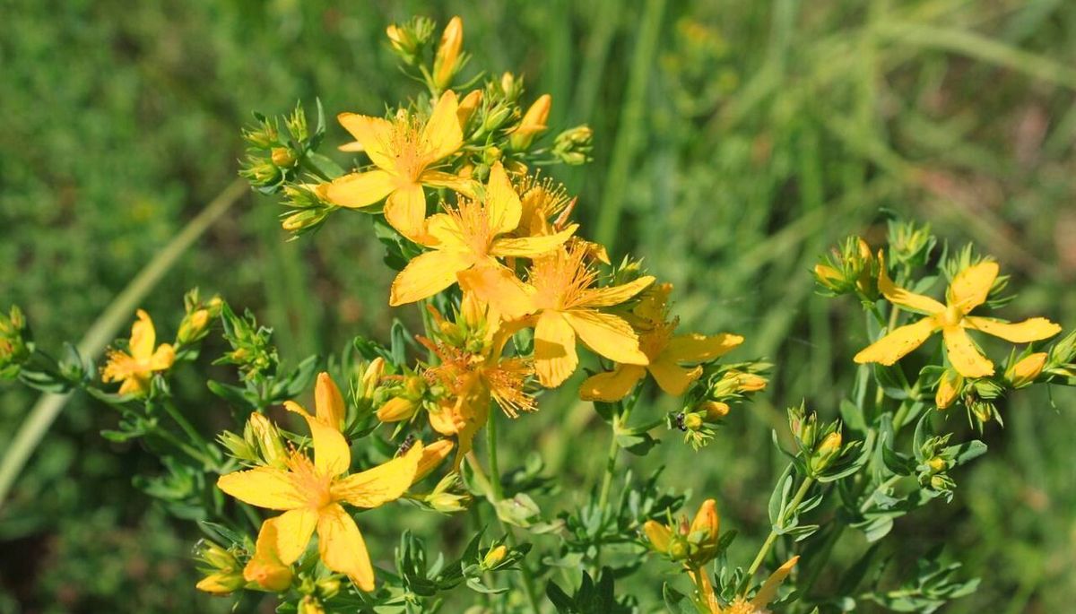 La Hierba de San Juan o Hypericum es un arbusto fácil de cultivar. Imagen: Pixabay La Hierba de San Juan o Hypericum es un arbusto fácil de cultivar. Imagen: Pixabay