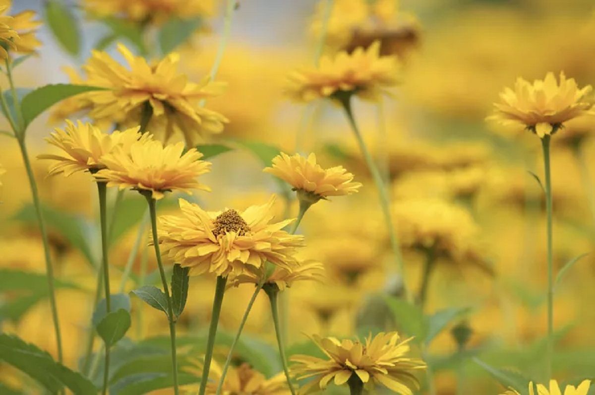 Cómo cultivar y cuidar una Coreopsis. 