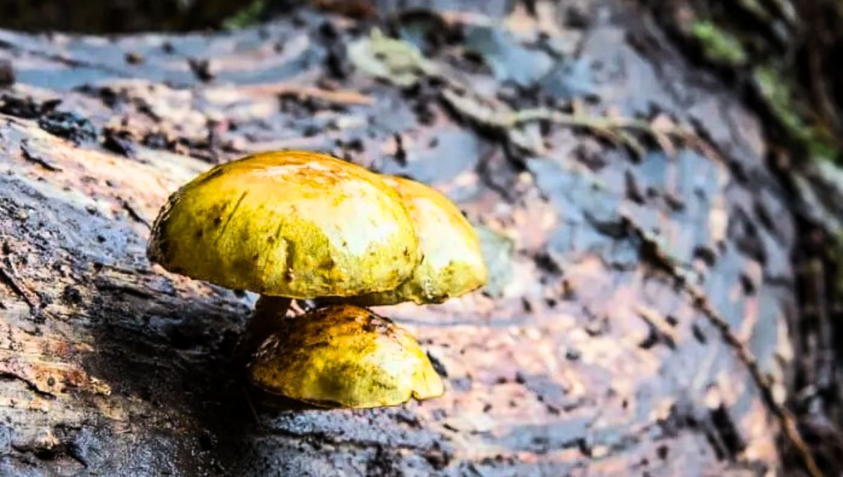 Este hongo podría generar&nbsp; nuevos modelos de extracción en el futuro