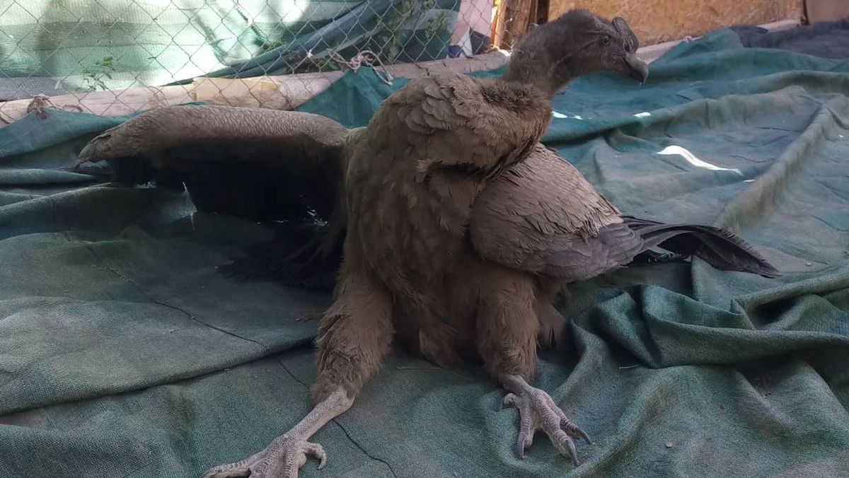 El cóndor rescatado en septiembre pasado no puede caminar con normalidad y le hicieron una tomografía para detectar la lesión. El cóndor rescatado en septiembre pasado no puede caminar con normalidad y le hicieron una tomografía para detectar la lesión.